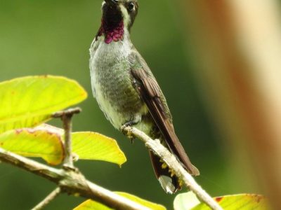 Birdwatching Tour -001