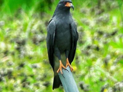 Birdwatching Tour -002