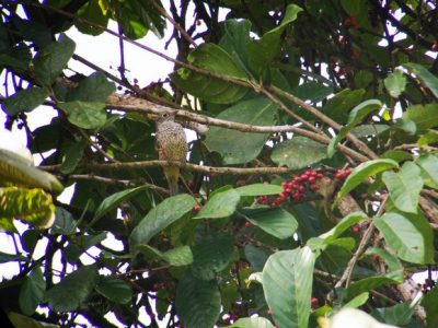 Birdwatching Tour -005