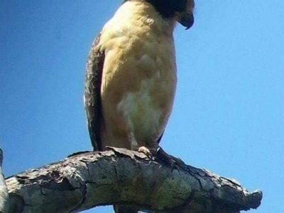 Birdwatching Tour -007