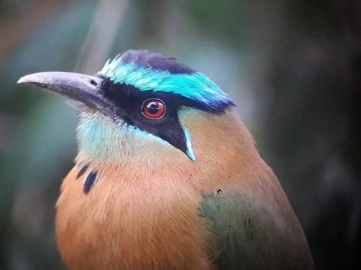 Birdwatching Tour -009