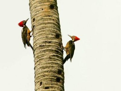 Birdwatching Tour -010