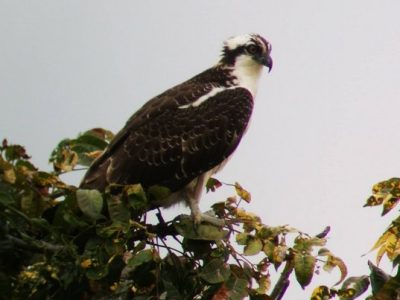 Birdwatching Tour -012