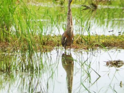 Birdwatching Tour -013