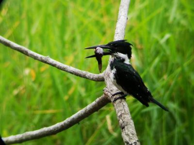 Birdwatching Tour -014