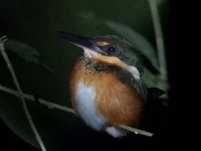 Birdwatching Tour -016