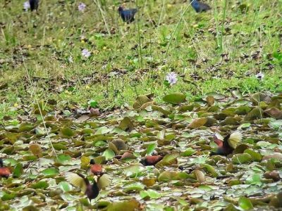 Birdwatching Tour -019