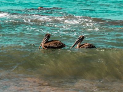 Birdwatching Tour -021