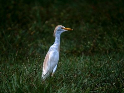 Birdwatching Tour -022