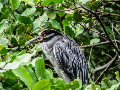 Birdwatching Tour -024