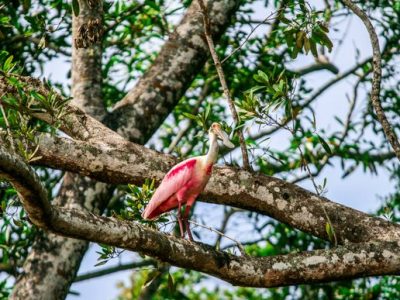 Birdwatching Tour -025