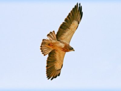 Birdwatching Tour -027