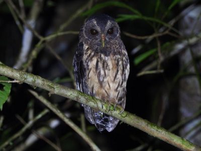 Birdwatching Tour -034