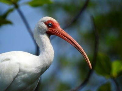 Birdwatching Tour -035