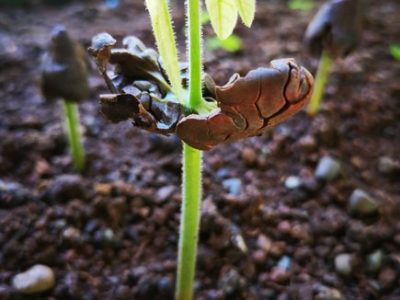 Chocolate Tour Manuel Anonio (1)