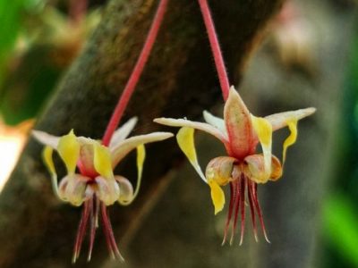 Chocolate Tour Manuel Anonio (16)