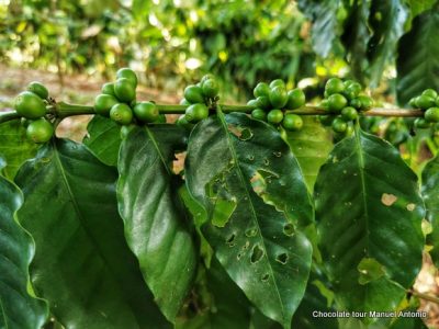 Chocolate Tour Manuel Anonio (20)