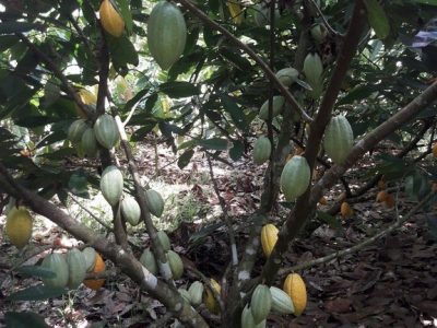 Chocolate Tour Manuel Anonio (3)