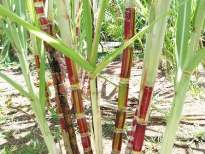 Chocolate Tour Manuel Anonio (4)