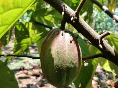 Chocolate Tour Manuel Anonio (7)