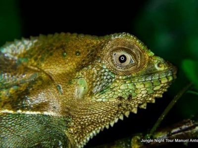 Jungle Night Tour Manuel Antonio-001