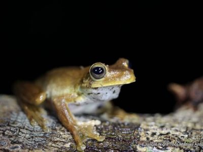 Jungle Night Tour Manuel Antonio-003