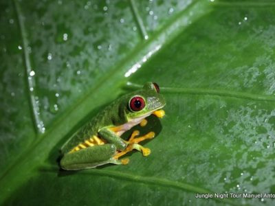 Jungle Night Tour Manuel Antonio-004