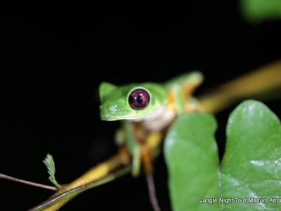 Jungle Night Tour Manuel Antonio-005