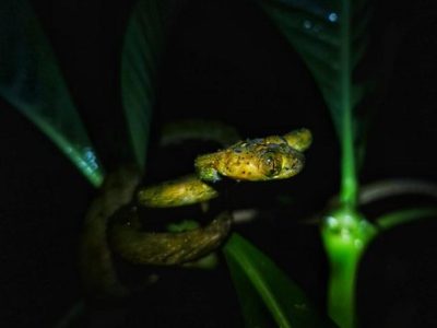Jungle Night Tour Manuel Antonio-011