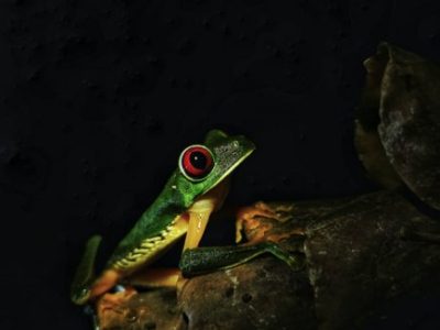 Jungle Night Tour Manuel Antonio-012