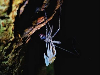 Jungle Night Tour Manuel Antonio-016