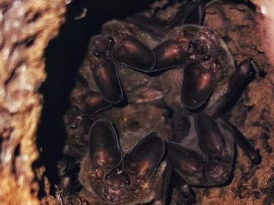 Jungle Night Tour Manuel Antonio-020