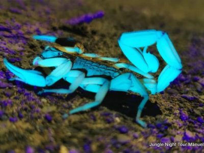 Jungle Night Tour Manuel Antonio-021