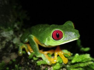 Jungle Night Tour Manuel Antonio-023