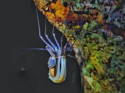 Jungle Night Tour Manuel Antonio-024