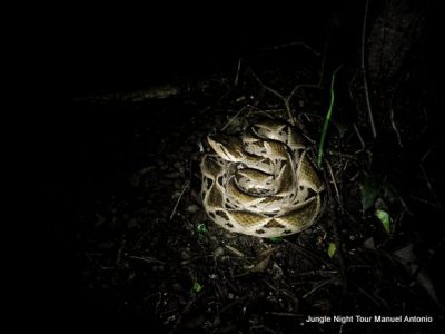 Jungle Night Tour Manuel Antonio-025