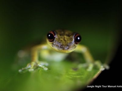 Jungle Night Tour Manuel Antonio-033