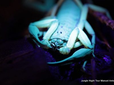 Jungle Night Tour Manuel Antonio-035