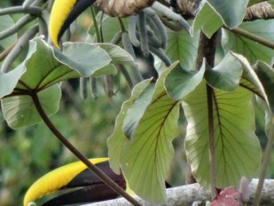 Manuel Antonio National Park-001
