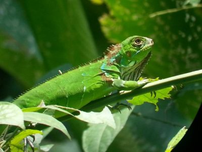 Manuel Antonio National Park-008