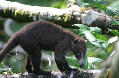 Manuel Antonio National Park-011