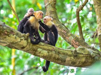 Manuel Antonio National Park-013