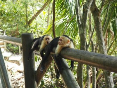 Manuel Antonio National Park-016