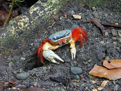 Manuel Antonio National Park-017