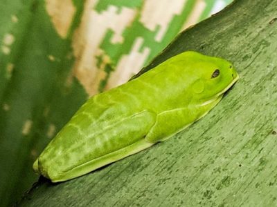 Manuel Antonio National Park-020