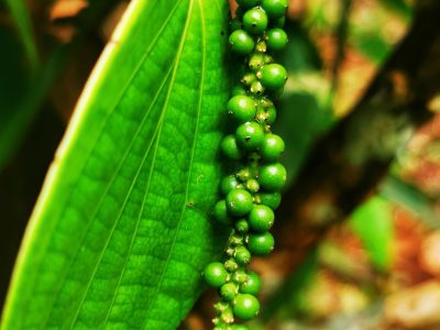 cooking-class-manuel-antonio-03