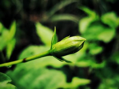 cooking-class-manuel-antonio-06