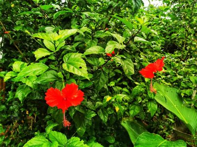 cooking-class-manuel-antonio-07